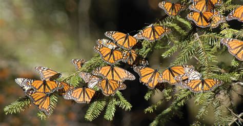 Monarch Butterfly Photo Tour | Photo Expeditions