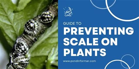 How to Prevent Scale on Plants (Causes & Treatments) - Pond Informer