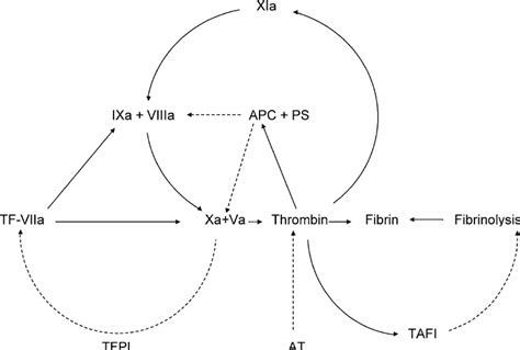 Blood coagulation and fibrinolysis. Simplified scheme of coagulation ...