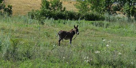 Donkey vs Burro - What is the difference? - Equine Desire