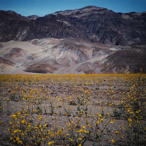 Death Valley Super Bloom on Behance