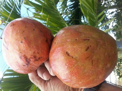 Corazón fruit | ::Puerto Rico Fruit & Veggies:: | Pinterest