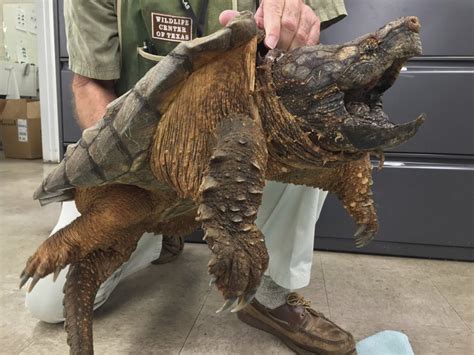 Alligator Snapping Turtle Size Comparison / You can also see the ...