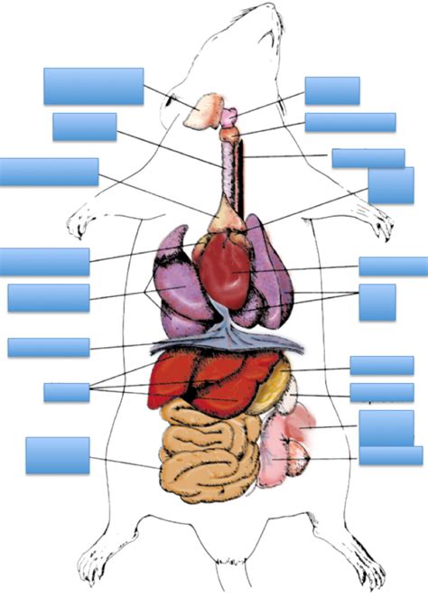 rat internal organs location Diagram | Quizlet