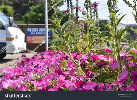 South Korea Jeju Island Natural Flowers Stock Photo 1599020062 ...
