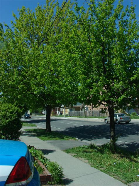 Front Yard Trees by nayab2515 on DeviantArt