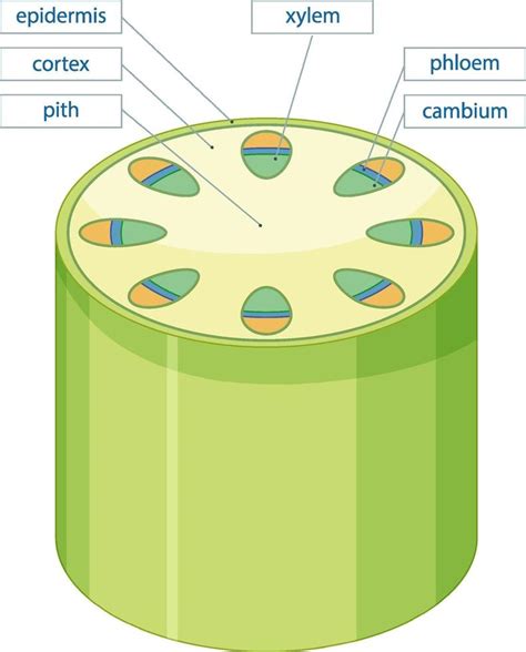 Diagram showing vascular tissue system in plants 1993037 Vector Art at ...