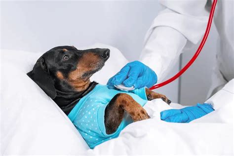 10 Common Dachshund Health Problems to Look out For – Dachshund Journal