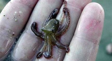 19 Of The World's Tiniest And Cutest Animals | Cute animals, Baby octopus, Cute creatures