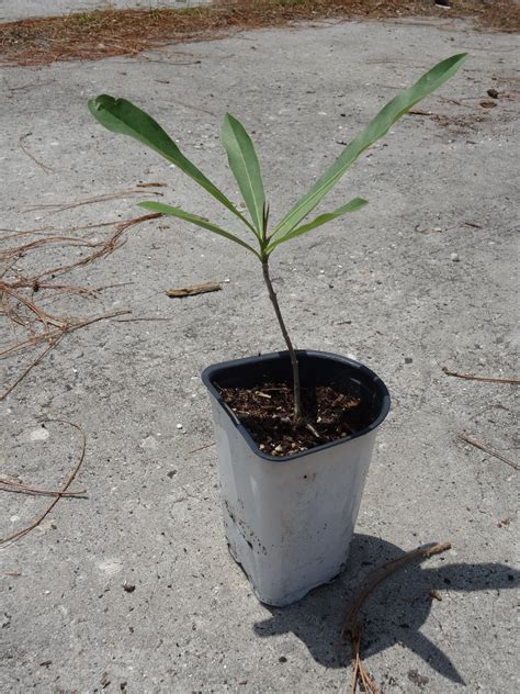 Yellow Trumpet Tree Tabebuia Aurea Caraiba Seedling 4 - Etsy