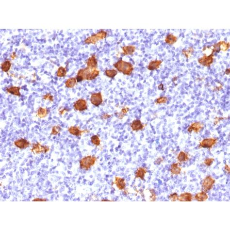 Anti-CD30 Antibody - BSA and Azide free (A253837) | Antibodies.com