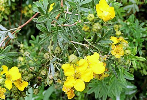 POTENTILLA FRUTICOSA (Shrubby Cinquefoil) - Highbury Wildlife ...