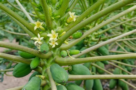 Papaya: sow, grow & harvest papaya at home - Plantura