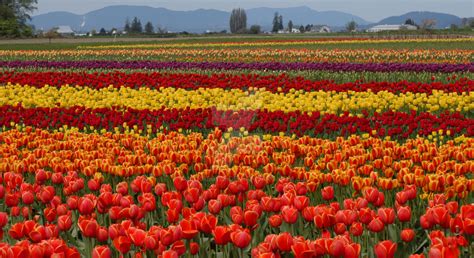 Skagit Valley Tulip Festival by MogieG123 on DeviantArt