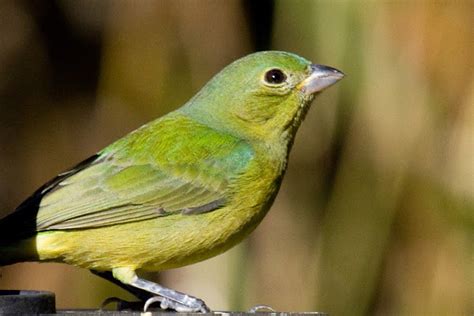 Painted Bunting (female) | Project Noah