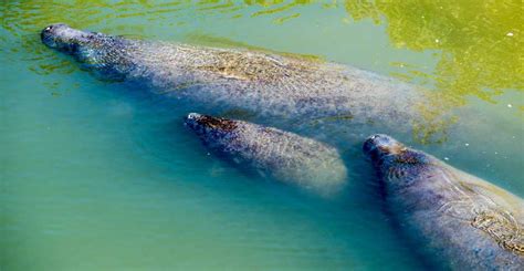 Are Manatees Endangered? Understanding Manatee Species Status