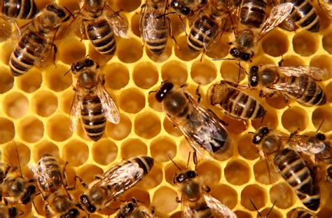 Honey Bee Drone Milk Boosts Test & Anabolic - Steroidal.com