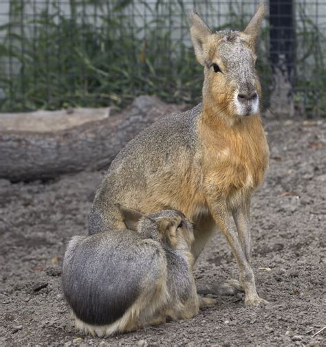 South American Patagonian Cavy rodent - Norfolk Zoo Virgin… | Flickr