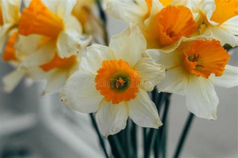 Bouquet of Spring Daffodils Stock Image - Image of blossom, floral ...