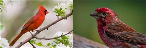 14 Types of Red Birds Found In Arizona! (ID GUIDE) - Bird Watching HQ