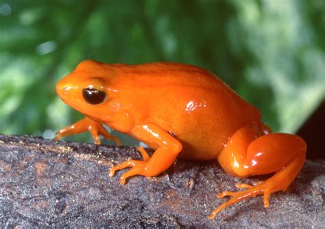 Golden Mantella - Natural History on the Net