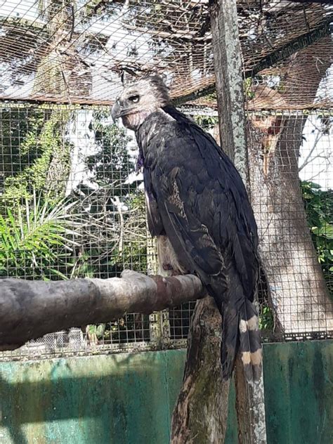 Rescued Harpy Eagle in recovery at zoo - Stabroek News