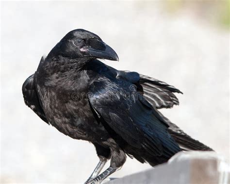 Raven Bird Stock Photos. Raven Bird Close-up Profile View. Raven Bird Bokeh Background Stock ...