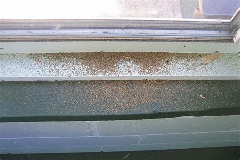 Termite Invasion Hits Tampa Bay Area Homes | Chet's Pest