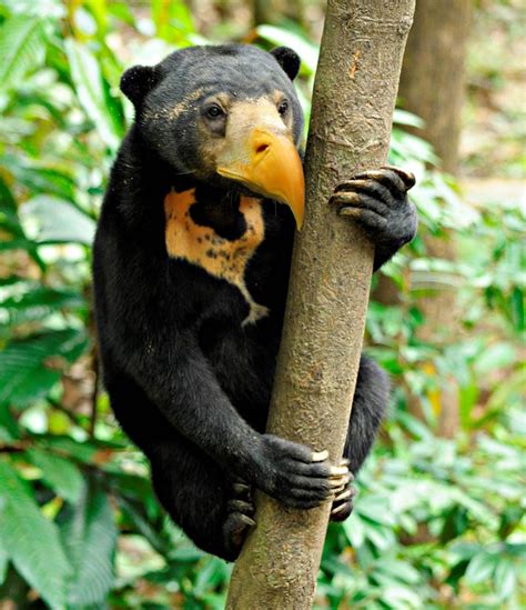 Bears With Beaks