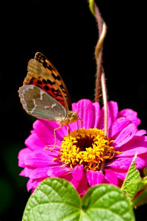 Feeding butterfly stock image. Image of feeding, environment - 10566083