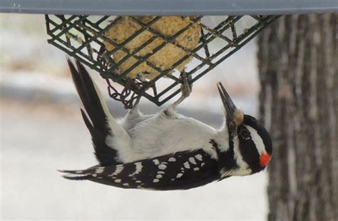 Hairy Woodpecker - FeederWatch