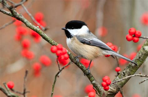 Birds | Black-capped Chickadee | Chickadee, Black capped chickadee ...