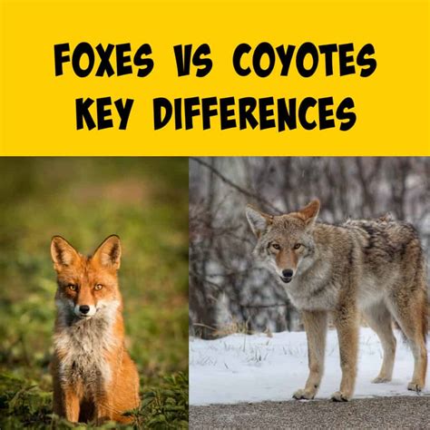 Coyotes vs Foxes: Unmasking the Mysteries of These Distinct Canines - Squirrels at the Feeder