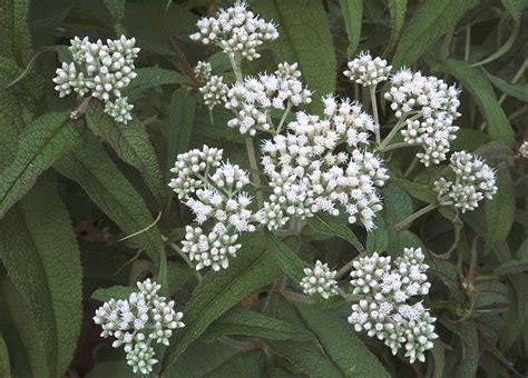 The Plantsmen Nursery | Eupatorium perfoliatum - Boneset