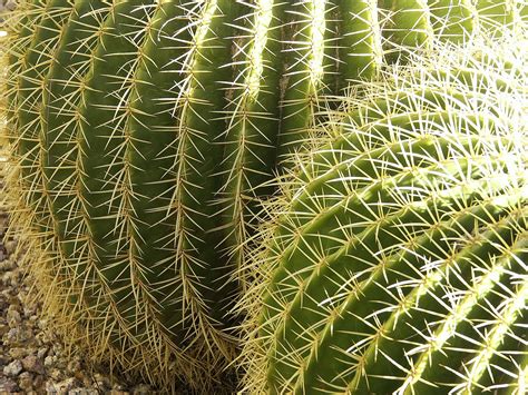 Barrel cactus Free Photo Download | FreeImages