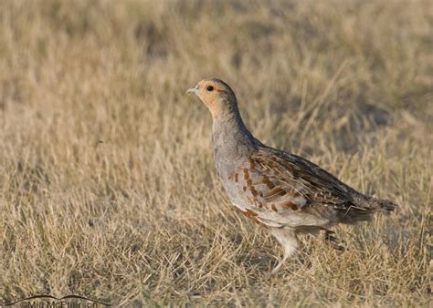 Gray Partridge Images - On The Wing Photography