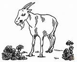 Billy Goat Coloring Page  Home sketch template