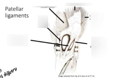 Patellar ligaments Diagram | Quizlet