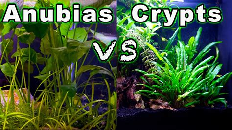 Beginner Aquarium Plants: Anubias vs Crypts - Which One is Better?!?🌱🌿 ...