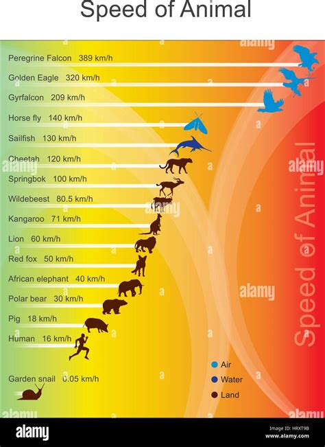 The fastest land animal is the cheetah which has a recorded Stock Vector Image & Art - Alamy