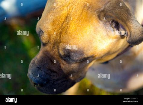 Dogs in Fall Leaves Stock Photo - Alamy