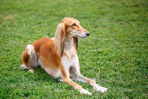 5 Egyptian Dog Breeds