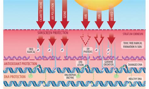 What Is PhotoAging? | NEOVA® SmartSkincare