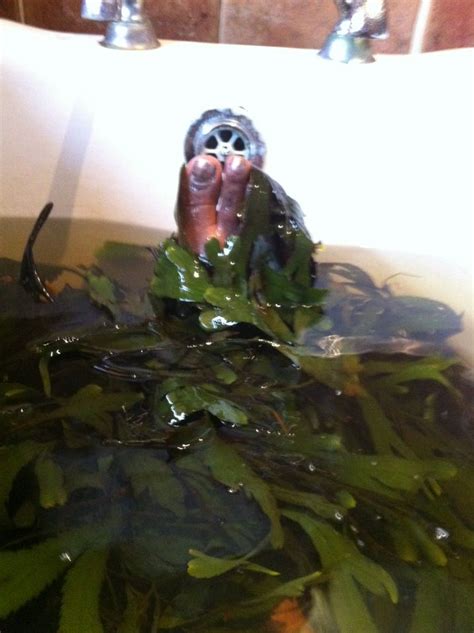 Voya Seaweed Baths | Seaweed bath, Sligo, Bath