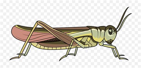 Rocky Mountain Locust Clipart - Parasitism Emoji,Grasshopper Emoji - free transparent emoji ...