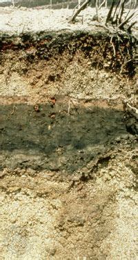 Andisol | Volcanic, Clay, Humic | Britannica