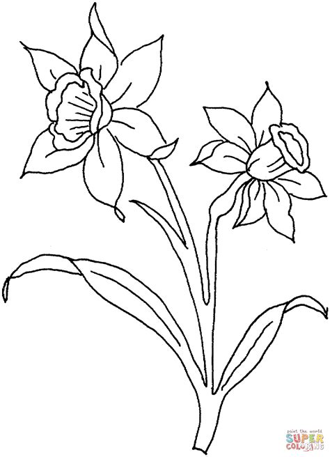 Daffodil March | Flower coloring pages, Daffodils, Coloring pages