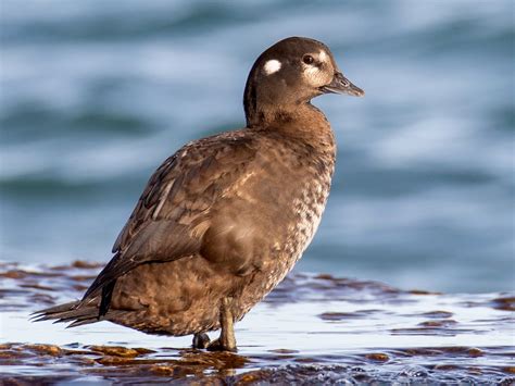 Harlequin Duck - eBird