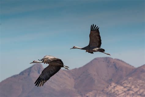 Sandhill Cranes in Arizona [oc] : r/wildlifephotography