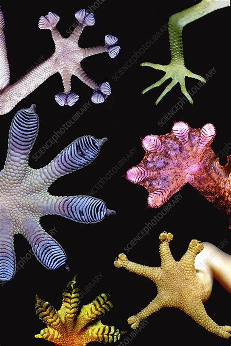 Gecko feet, composite image - Stock Image - C051/2183 - Science Photo ...